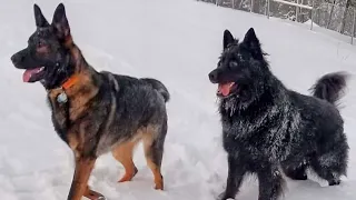 "KODA" Our Black Bear Shepherd. R.I.P. Buddy..