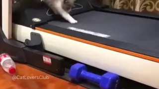 Cat on treadmill