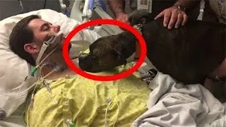 Dog Visits Dying Owner In Hospital To Say The Final Goodbye  😥😥😥