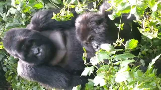 gorilla caught cheating on his dad #animals