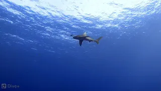 The original footage of Nov 2018 longomanus shark attack @ Brothers Island-Red Sea