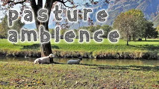 Pasture Ambience 🐑🌳  | ASMR | Meadow soundscape with nature, sheep & cow sounds for relaxing