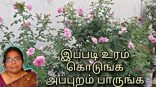 ரோஜாவுக்கு 🌹 கொடுக்க வேண்டிய உரங்கள் | Organic Fertilizer For #rose Plant #gardening #tamil #garden
