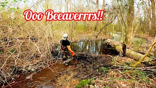 Beaver Water Backed Up Everywhere! || Beaver Dam Removal At MLK Culvert! S2 EP.1!