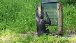 Bonobo using enrichment feeding box, with use of a stick, Zoo Planckendael, 2024-05-10