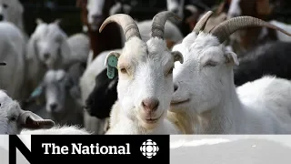 How goats helped Edmonton fix a weed problem | The Fix