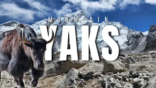 Mountain Logistics: Yaks and Mules in Action