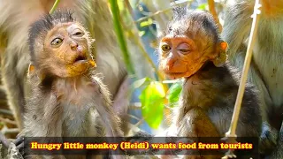 The mother monkey protects baby without knowing that if the baby monkey doesn't eat, she will die!
