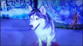 Сибирские хаски в цирке  Миллиан/ Circus siberian husky