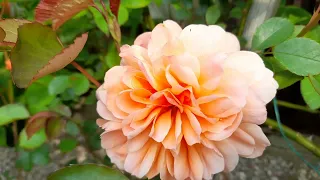 Rose Dame Judi Dench First blooms 2023