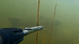 в поисках белого амура. подводная охота spearfishing. маныч, веселовское водохранилище.