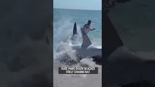 🦈🏖🫣COULD YOU BRAVELY RESCUE THIS HUGE MAKO SHARK WITH LARGE SHARP TEETH BEACHED😳🦈