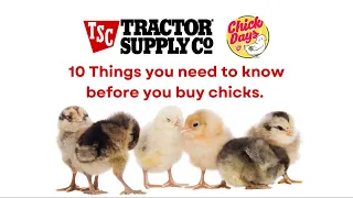 Ten Things to Know Before You Buy Chicks | Tractor Supply Chick Days