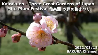 Kairakuen - Three Great Gardens of Japan Mito Plum Festival 偕楽園 水戸の梅まつり #plumblossom