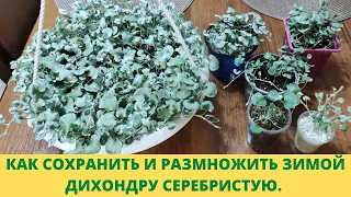 Плохо зимует и размножается Дихондра серебристая? Посмотрите это видео. 100% результат. Без потерь.