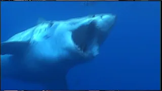 Surfer Thrown 10 Ft in air by 16 Ft Great White Shark