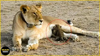 45 Craziest Moments Big Cat Protects Their Prey - Wildlife Moments