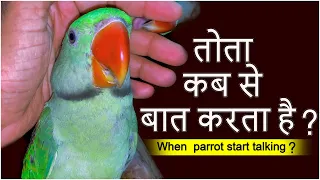 तोता बात कबसे करता हैं ? When does a parrot start talking ? Vutu Talking Parrot