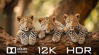 Dolby Vision 12K HDR 120fps - Top 1000 Beautiful Animals And Relaxing Piano Music