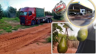 Verdureiros, INDIO VELHO e BOB MERCADEIROS DE FÈ + Carregamento do abacate 🥑🥑