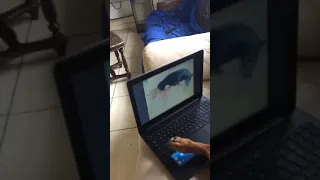 Cachorro assistindo porno