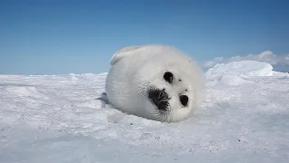 Baby seal stay around on a sunny day.