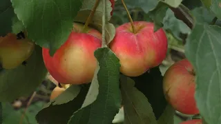 Яблонька "Уральское наливное" - оценка сорта