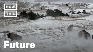 Bison Return to Their Natural Lands for the First Time Since 1877 | NowThis