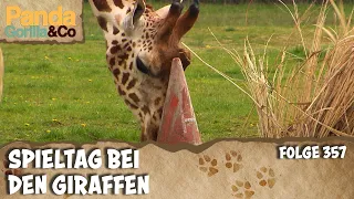 Spieltherapie für schreckhafte Giraffen und Bruchlandung bei den Flughunden | Panda, Gorilla & Co.