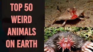 Unveiling Earth's Strangest Animals: 50 Mind-Blowing Wildlife Secrets