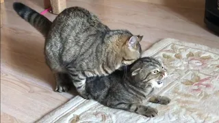 Похождения Кексика. Вязка кошек состоялась. Успешная садка. Cats mating.