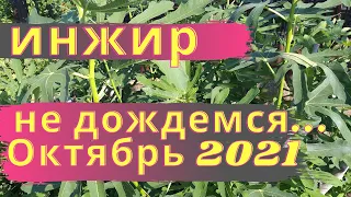 ИНЖИР! ОКТЯБРЬ 2021. ХОЛОДНАЯ ОСЕНЬ!