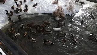 Утиное зимовье в Бернгардовке .