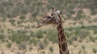 This is the Kgalagadi, home of the big cats