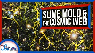 How Slime Mold Is Tackling Mysteries of Cosmology | SciShow News