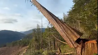 Tree growing inside another tree | falling along the back line