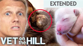 Cat's Huge Ear Mass Removed and Dire Emergency Puppy Birth 🙀 Vet On The Hill Extended | Bondi Vet