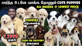 நீங்க எதிர்பார்க்காத விலையில் - All Breeds Puppies For Sales | Home Delivery Available | Dog Kennel