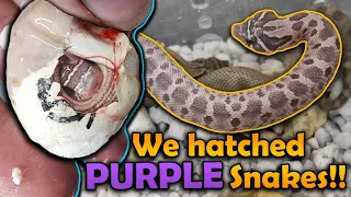 Our LAVENDER Hognose Snakes Hatched!!