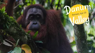 Borneo - Danum Valley, Apr 2023