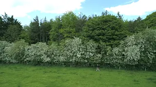 Hawthorn/ Whitethorn hedge