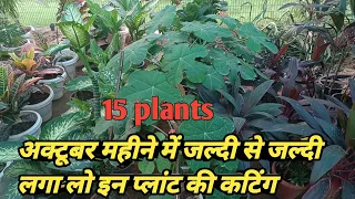 How To Grow 15 Plants Verity In October Months | Plants Cuttings You Can Grow In October Month