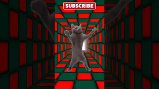 Disco Cool Cat #shorts #meme #memes #funny #funnyvideo #funnyvideos #funnyanimals #cat #cats