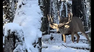 LOOK AT THE BODY ON THIS THING 😱Big Ol’ Timber Buck Hunting Mule Deer Bucks