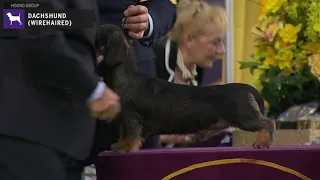 Dachshunds Wirehaired | Breed Judging 2020