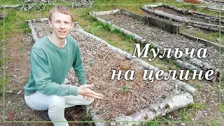 Мульчирование грядок. Освоение целины. Огород без перекопки.