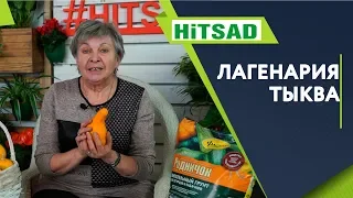 Посуда из Тыквы ✔️ Семена Лагенарии ✔️ Необычная тыква ✔️ Посудная тыква