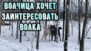 Белая Волчица хочет заинтересовать упрямого Чёрного Волка. Готовим логово для родов Тайги.