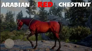 Arabian Red chestnut granted Freedom|Red dead Redemption 2