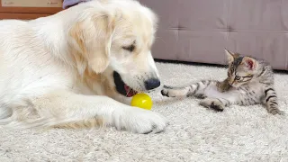 Golden Retriever doesn't want to Share His Toy with Tiny Kitten